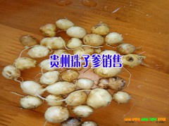 珠子參多少錢(qián)一斤/畢節(jié)珠子參栽培方法087164115848圖3