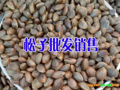 珠子圖片_珠子參批發(fā)價(jià)格-貴州珠子參出售圖3