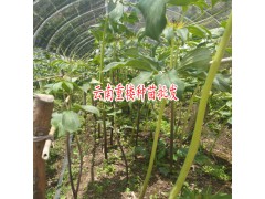 滇重樓種苗/種子種植用山基土圖2