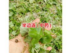 半邊連是什么科_2018半邊連草藥供應- 半邊連草藥作用圖2