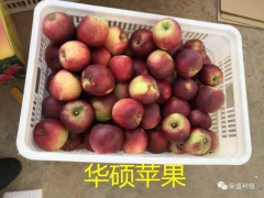 迪慶州哪里有昭通蘋果|昭通果業(yè)基地|13887043679圖3