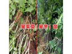 吳茱萸中藥材多少錢?_2018吳茱萸價(jià)格行情-吳茱萸價(jià)格表圖2