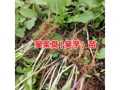 吳茱萸中藥材多少錢?_2018吳茱萸價(jià)格行情-吳茱萸價(jià)格表圖2