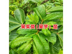 吳茱萸中藥材多少錢?_2018吳茱萸價(jià)格行情-吳茱萸價(jià)格表圖3