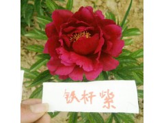 2018觀賞芍藥苗價(jià)格_ 觀賞芍藥價(jià)格_ 荷澤觀賞芍藥價(jià)格圖3