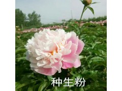 觀賞芍藥花價格_千層觀賞芍藥價格- 菏澤觀賞芍藥價格圖3