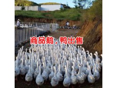 怎么樣養(yǎng)火鴨才賺錢_賣價高達300—500元/只圖2