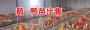 大理鵝苗批養(yǎng)殖基地- 大理鵝苗火鴨能長多重?