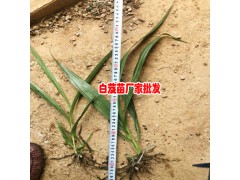 昆明安寧白芨苗基地-2018出售8000萬棵白芨大苗-18208899280圖2