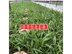 昆明安寧白芨苗基地-2018出售8000萬棵白芨大苗-18208899280圖3