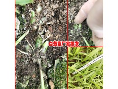 產(chǎn)地白芨中藥材都有什么功效與作用-白芨小苗銷售熱線18208899280圖2