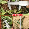 2018三叉白芨苗_三叉白芨苗價格- 三叉白芨苗批發(fā)