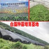 白芨種植施什么肥好?_安寧白芨小苗銷售熱線