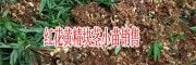 黃精種苗多少錢一株？紅花黃精苗哪里便宜