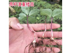 求購(gòu)滇重樓高桿小苗找楚雄中草藥種植公司圖2