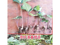 云南重樓苗_重樓種苗移植方法圖1