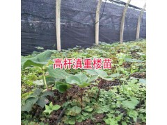 昆明哪里有滇重樓苗_楚雄云忻中草藥種植有限公司圖2