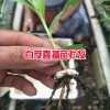 白芨直播肓苗技術(shù)_白芨直播苗一畝需要多少種苗?