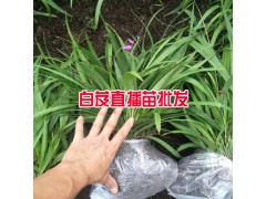 白芨直播肓苗技術(shù)_白芨直播苗一畝需要多少種苗?圖2