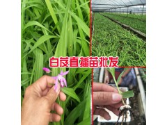 白芨直播肓苗技術(shù)_白芨直播苗一畝需要多少種苗?圖3