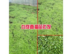 白芨直播育苗管理方法- 白芨苗出售公司圖2