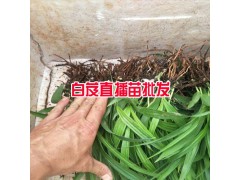 白芨一畝地多少苗?_白芨一畝地載(種)多少苗圖2