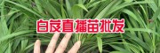 云南白芨一畝地載(種)多少苗