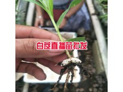 哪里有20-30cm三叉白芨苗_產(chǎn)地云南白芨種苗圖2