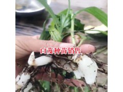 曲靖市白芨種植哪里多?-圖1