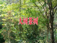 云南臨滄市永德縣大樹茶苗基地圖2