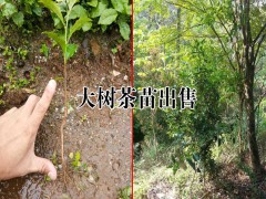 大樹茶是什么？圖3