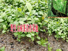 2018大樹茶茶苗批發(fā)價(jià)格-專業(yè)種植茶苗圖2