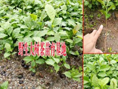 大樹(shù)茶葉樹(shù)苗多少錢(qián)一棵?圖3