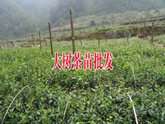 大樹茶苗長什么樣子?-圖1