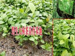 大樹茶苗種植技術(shù)方法圖3