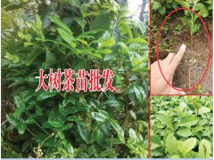 供應(yīng)大量云南大樹茶葉苗圖3