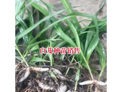 哪里有紫花三叉大白芨苗賣|紫花三叉大白芨苗銷售價(jià)格圖1