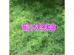 云南天門冬小苗圖片_麗江天冬苗價(jià)格是多少?圖2