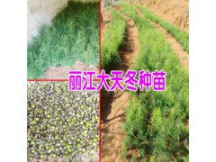 天冬苗種植方法-云南麗江天冬苗信息(免費(fèi)技術(shù)指導(dǎo))圖3