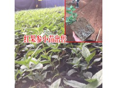 紅果參多少錢一斤?_云南麗江-紅果參_種植基地-13908880027圖3