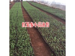 紅果參植物組織培養(yǎng)_紅果參植物種植適宜海拔是多少?圖3