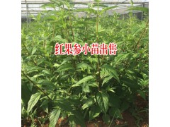 紅果參能當水果吃嗎?_紅果參種植技術圖3