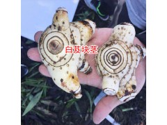 中藥白芨_怎樣種植白芨?圖3