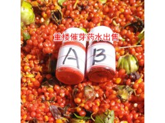 重樓種子催芽用什么藥- 重樓催芽到什么程度圖3