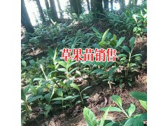 草果病蟲害找哪里?圖3