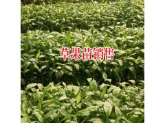 移栽草果苗時(shí)注意的事項(xiàng)?_尋生態(tài)草果種植合作圖2