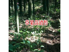 1公斤草果有多少粒?_尋生態(tài)草果種植合作圖2