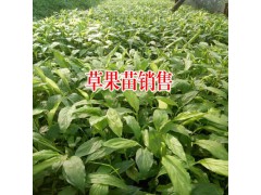 1畝草果能產(chǎn)多少公斤草果？圖2