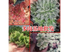 多肉植物怎么養(yǎng)_多肉植物多少錢?-18788196071圖3