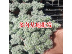 批發(fā)多肉植物_多肉類植物批發(fā)基地的幾種不同多肉品種的照顧方式?圖2